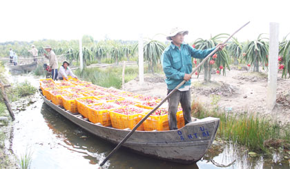 Nông dân nhạy bén ứng dụng khoa học - kỹ thuật vào sản xuất (mô hình trồng thanh long GlobalGAP tại huyện Tân Phước).