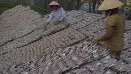 Drying anchovies at a fish processing facility in Ca Mau (Photo: Huu Chi)