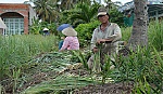 Tân Phú Đông: Sả thất mùa, mãng cầu giảm năng suất