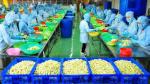 Factory processing fruit for export launched in Ben Tre