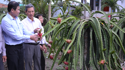 Chairman of the Provincial People’s Committee Le Van Huong makes field reseach in dragon fruit planting region of Cho Gao district. Photo: Huu Chi