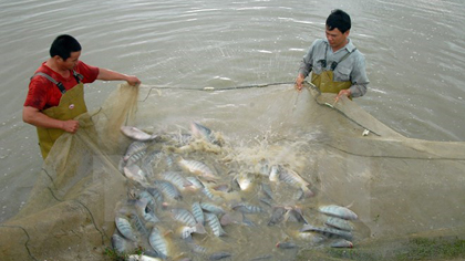 Farmers harvest tilapia in Dong Mai ward, Quang Yen town of Quang Ninh province (Photo: VNA)