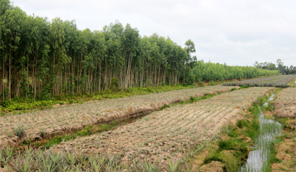 Do giá trị kinh tế không cao, diện tích rừng tràm của huyện Tân Phước đang dần thay thế bởi những cánh đồng khóm.