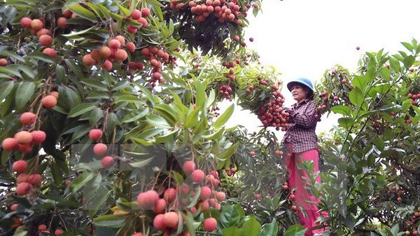 A farmer is harvesting lychees (Source: VNA)