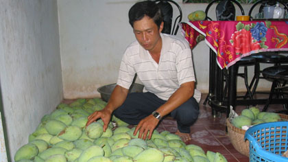 Choosing Hoa Loc mango in Hoa Loc Mango Co-operative of Tien Giang province. Photo: Huu Chi