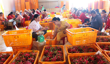 Công nhân Trang trại thanh long Cát Tường (huyện Tân Phước) phân loại, đóng gói thanh long.