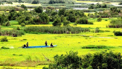 A swamp in the U Minh Ha National Park (Source: WWF Vietnam)