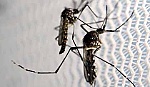 Bộ Y tế Việt Nam lo ngại về diễn biến dịch Zika trong mùa mưa