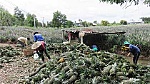 Season-end pineapple is scarce