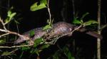 Endangered pangolins released into the wild