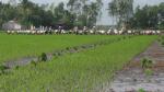 Mekong Delta: Agricultural restructuring needs to follow planning