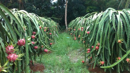 Dragon fruit harvest in Long An province (Photo:VNA)