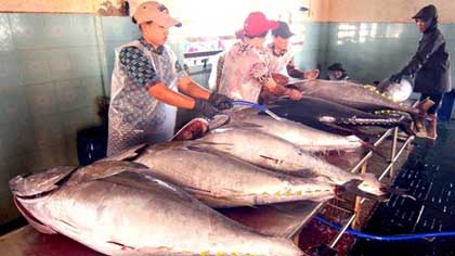 Workers of H​ai Nguy​en Ltd in Ho​ai Nh​on Town, Binh D​inh Province, process tuna for local consumption (Photo: VNA)