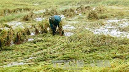 A farmer in Nam Dan is harvesting rice in an inundated field. (Source: VNA)