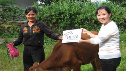 The beneficiaries from HEIFER project are provided with cows for breeding (Photo: heifervietnam.org)