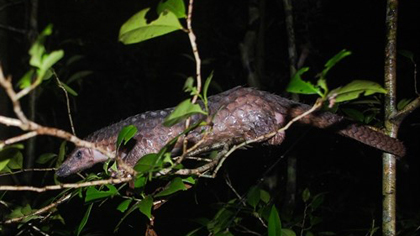 A Sunda pangolin crawls on a tree branch as it returns to the wild after being released by Save Vietnam’s Wildlife (Photo:Save Vietnam’s Wildlife