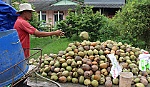 Giá dừa khô tăng cao