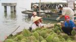 Harvesting outseasonable durian