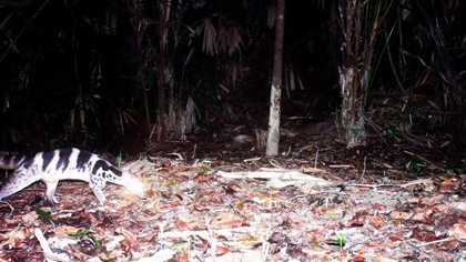 The Owston’s civet spotted during the surveys. (Photo from Phong Dien Nature Reserve)