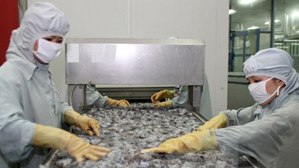 Shrimp processing for export (Photo: VNA)