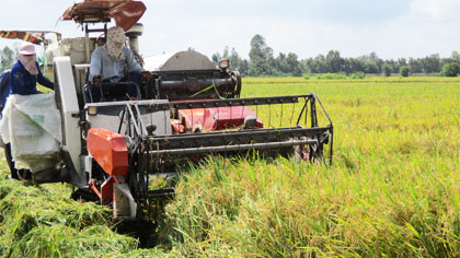 Harvesting summer-autumn rice 2016 according to the large-scale field model in My Thanh Bac commune, Cai Lay district.