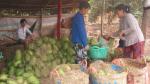 Soursop fruit fetches high prices
