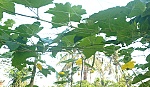 Bài thuốc hay từ mướp