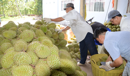 Sầu riêng đầu vụ, giá tăng cao. Ảnh: Vân Anh