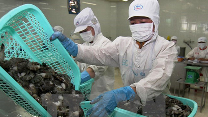 A shrimp processing factory in Bac Lieu (Photo: VNA)