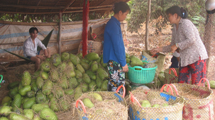  Buying soursop in Phu Tan commune. Photo: HUU CHI