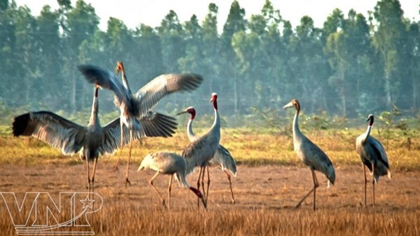 Sarus cranes at the Tram Chim national Park in Dong Thap province. (Source: VNA)