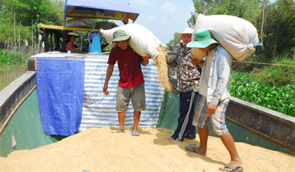 Nông dân xã Hậu Mỹ Trinh, huyện Cái Bè bán lúa cho thương lái.