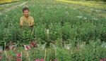 My Tho city planted 875,000 flower baskets for Lunar New Year 2017