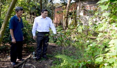 Chairman Le Van Huong survey garden planted star-apple of Nguyen Duc Thai in Vinh Phu hamlet, Vinh Kim commune (Chau Thanh).