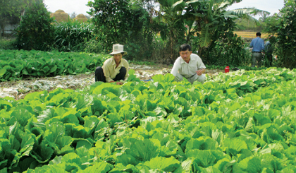 Nhiều người dân trong xã nhờ tham gia HTX Rau an toàn Thạnh Hưng đã nâng cao thu nhập.