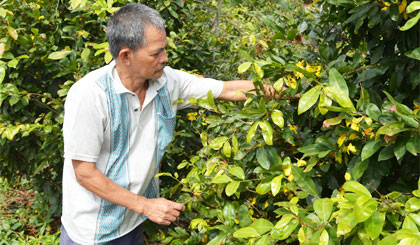 Nhà vườn trồng mai vàng đang lo mai trổ sớm.