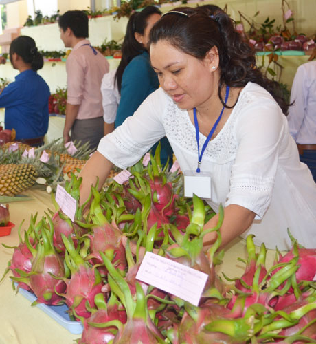 Thanh long tiếp tục dẫn đầu nhóm trái cây xuất khẩu.