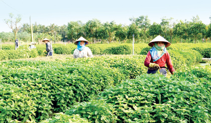 Ban Chỉ đạo Chương trình mục tiêu Quốc gia xây dựng nông thôn mới (BCĐ) tỉnh vừa thống nhất đề xuất UBND tỉnh công nhận thêm 7 xã đạt chuẩn nông thôn mới (NTM), trong đó có Kim Sơn, Tam Hiệp (huyện Châu Thành). Đó là kết quả phấn khởi sau những nỗ lực phấn đấu của 2 xã  nói trên.