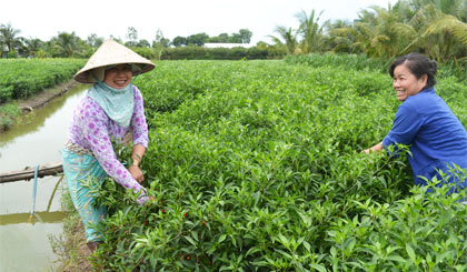 Giá ớt cao kỷ lục so với nhiều năm qua.