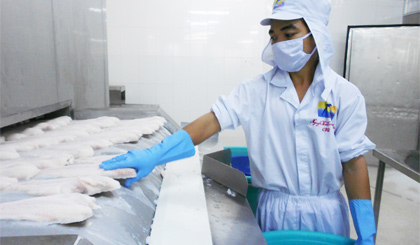 Processing catfish for export at Hung Vuong Joint Stock Company. Photo: VAN ANH