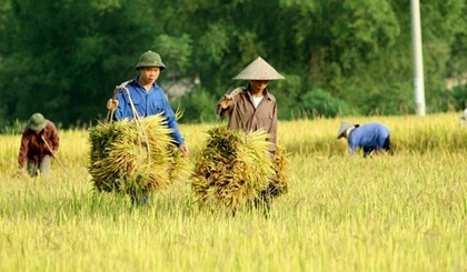 Vietnam has gone on to ensure its domestic food supply and even become a major food provider to the world, thanks to the government’s policies to develop agriculture. (Credit: thanhnien.com.vn)