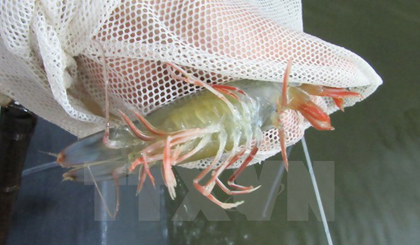 Shrimp testing in a factory of Ninh Thuan province. (Source: VNA)