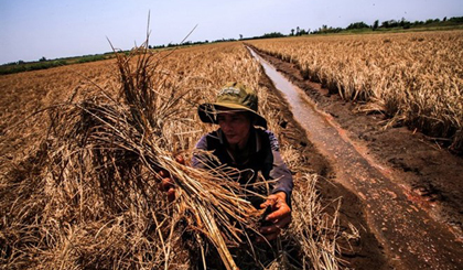 A rice field in An Bien District in the Mekong Delta’s Kien Giang Province was damaged by a shortage of water and salt intrusion (Photo: VNA)