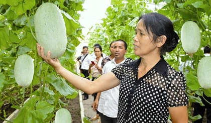 Lang Son farmers inspect a Bao Khue melon greenhouse cultivating model at Lang Son Science and Technology Application Centre in Lang Son City, the northern province of Lang Son. (Credit: NDO)