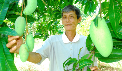 Model of producing Hoa Loc Mangoes in Hoa Loc cooperative. Photo: Si Nguyen