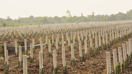Diện tích trồng thanh long đang phát triển mạnh tại huyện Tân Phước. Ảnh: Vân Anh