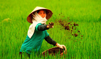 Farmers in Quang Vinh commune in Thua Thien - Hue province work in the winter-spring rice fields. (Source: VNA)