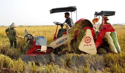 A farmer uses a Vinappro-branded combine harvester to harvest rice in Kien Xuong district, Thai Binh province (Photo: VNA)