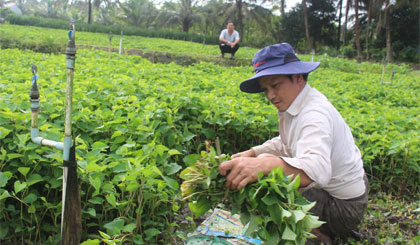 Thu hoạch rau diếp cá.