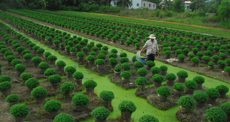 Làng hoa Mỹ Tho năm nay đối diện nhiều khó khăn. 